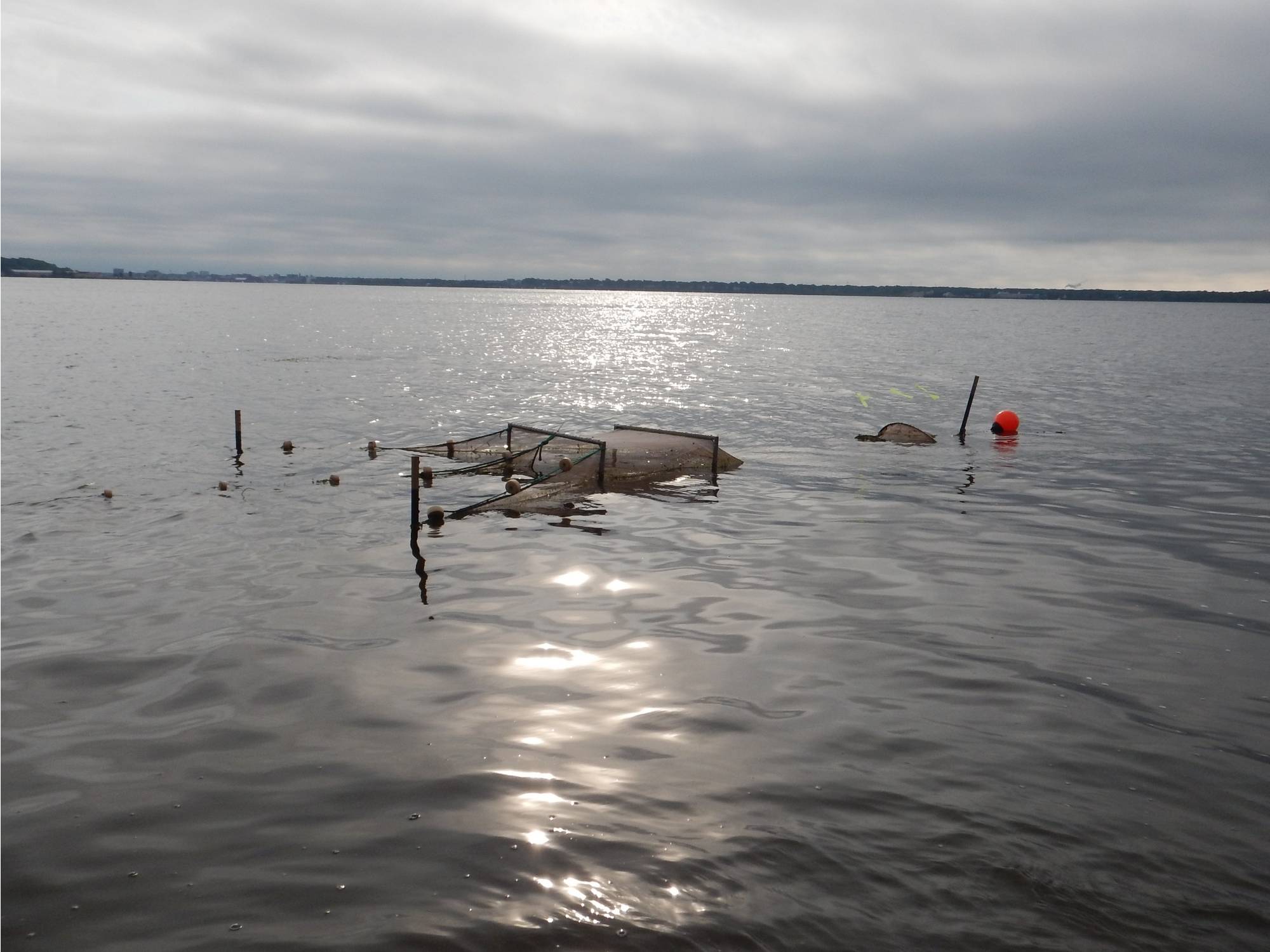 Muskegon Lake Fyke Netting